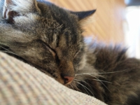 Hemes on top of couch P2 2